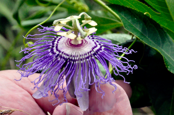 flower